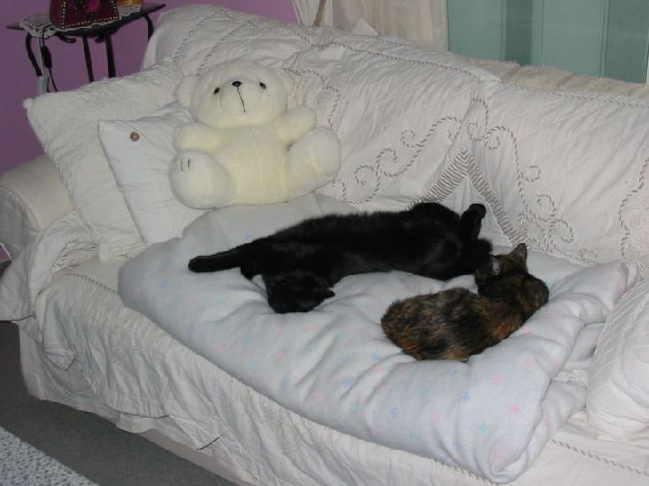 photo de mes deux chats qui dorment ensemble