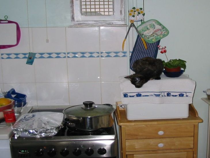 Photo de ma petite chatte Frimousse, surveillant ce qui se passe dans mes casseroles